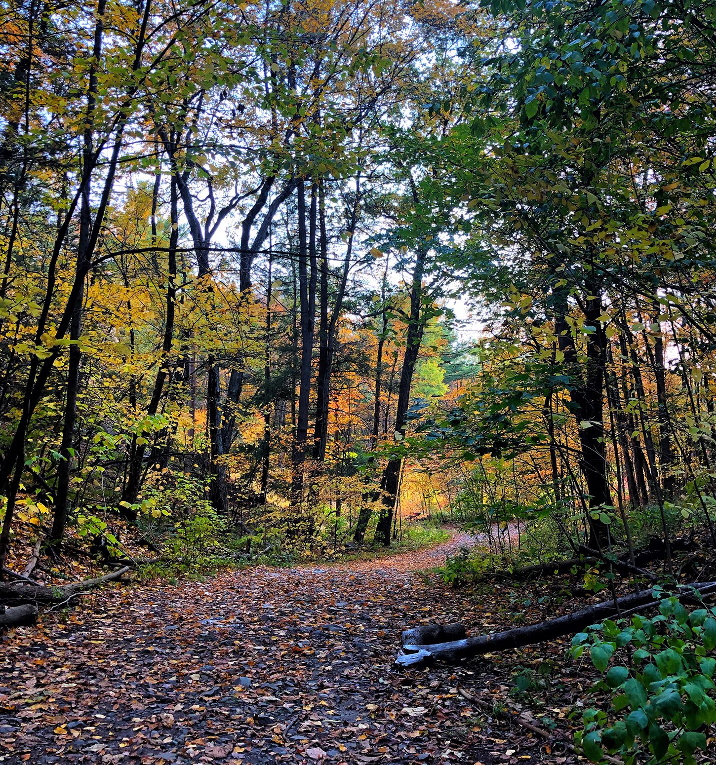 autumn trail in Highland Park